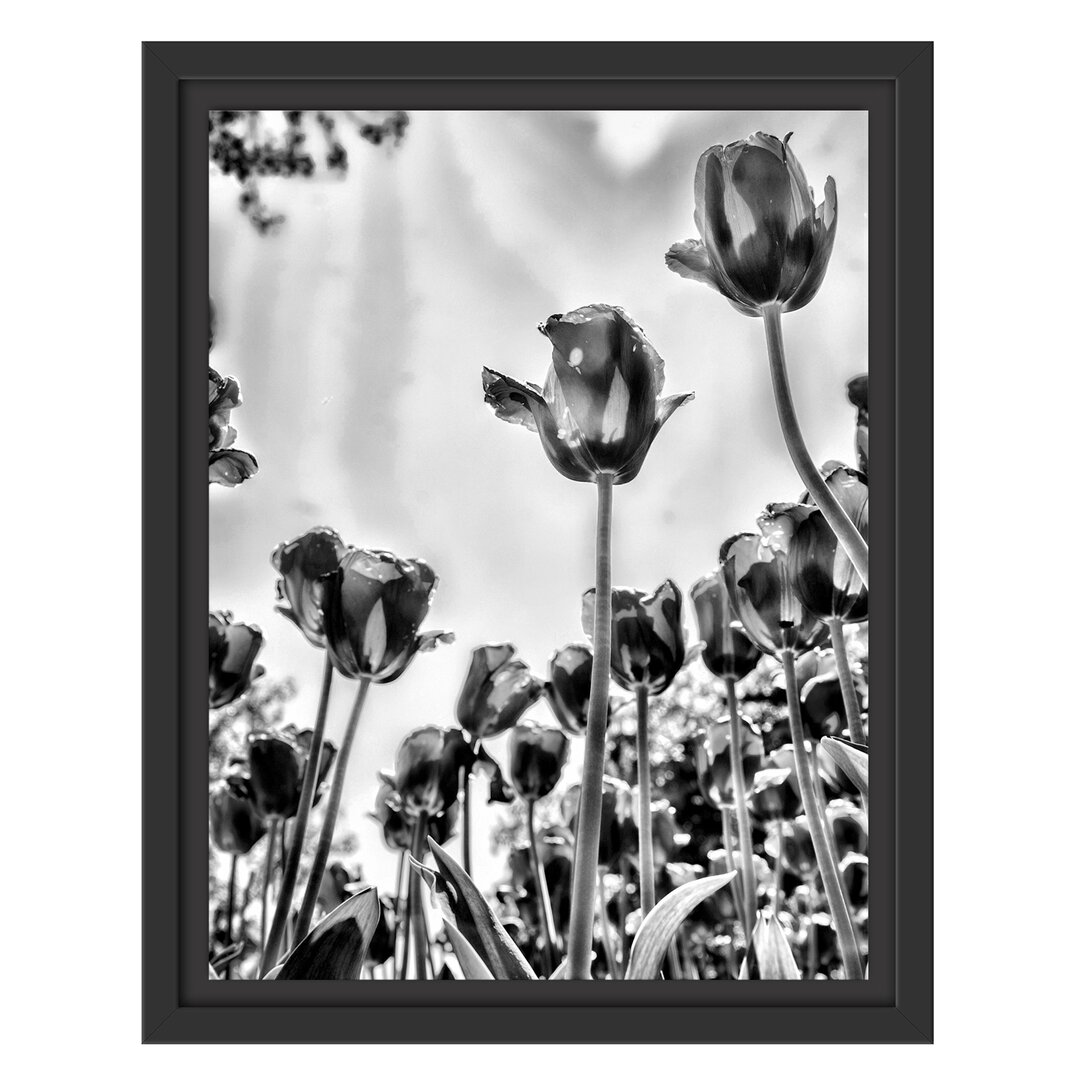 Gerahmtes Poster Tulip Field