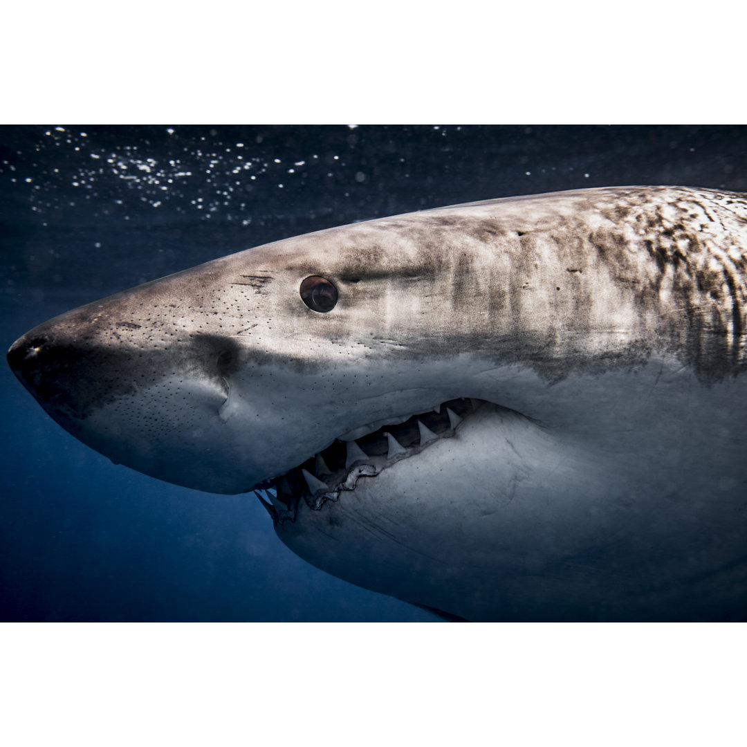 Close Up Of Great White Shark von Philip Thurston - Druck auf Leinwand ohne Rahmen