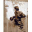 Against The Ropes Print by Ngo, PC-1831789895-1831789894