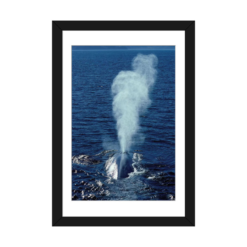 « blue baleine », toile photo imprimée, H 24 po x l 16 po x P 1 po, Papier d'art encadré noir, Blanc