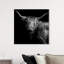Realistic Black And White Highland Cow Photography Print by Oliver Gal-69341781-69341783