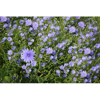Chicory Flower - Wrapped Canvas Print