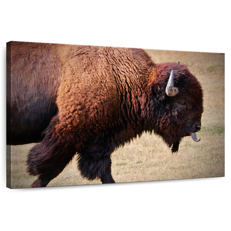 Tongue Wagging Bison, 30" H x 45" W