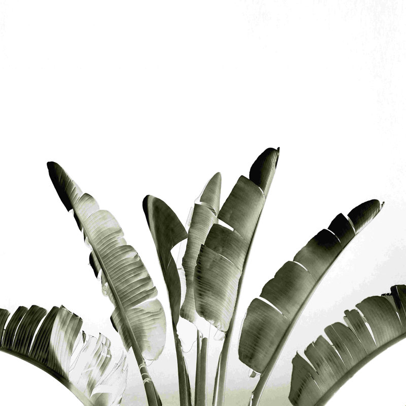 " Traveller Palm " by Gale Switzer, 12" H x 12" W, No, Wrapped Canvas