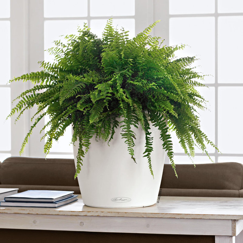 Pot à fleurs rond en plastique Classico Color 35 avec indicateur de niveau d'eau pour l'intérieur et l'extérieur, blanc