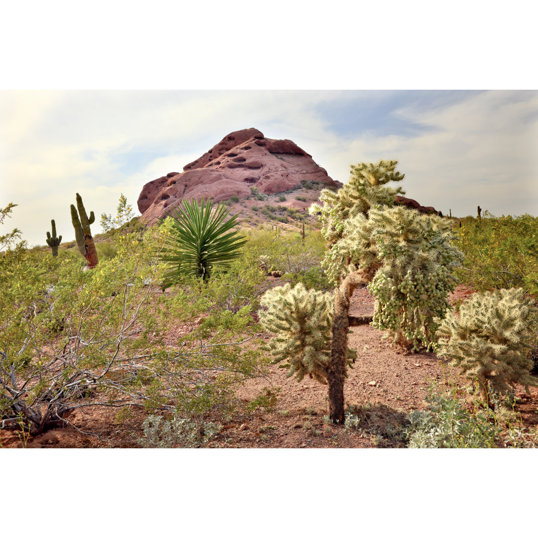 Joshua Trees Saguaro Cactus Desert von Bpperry - Leinwandbild