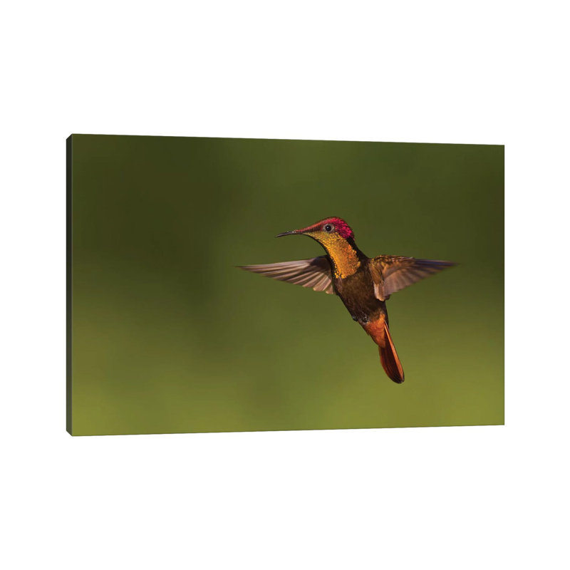 «Ruby Topaz Hummingbird» par Ken Archer - reproduction de photo, Toile tendue, Aucun mat, H 18 po x l 26 po x P 1,5 po