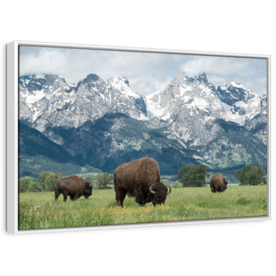 Alvord Grand Teton American Buffalo Herd