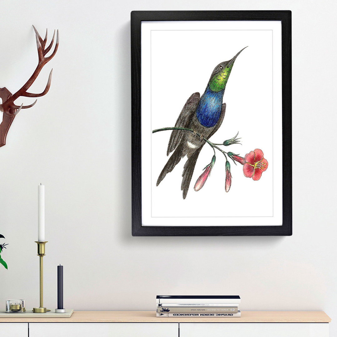 Furcated Hummingbird by George Shaw - Framed Print
