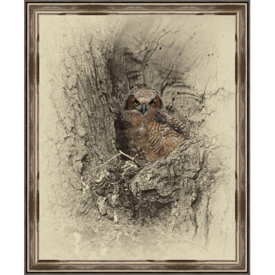 " Young Great Horned Owl "