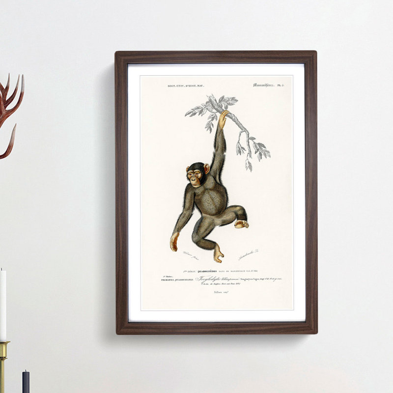 Chimpanzee by Charles D'Orbigny - Picture Frame Painting Print on MDF, 48cm H x 36cm W x 2cm D, Walnut Framed