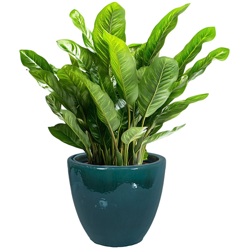 Vert foncé, H 11,25 po x l 14,5 po x P 14,5 po
