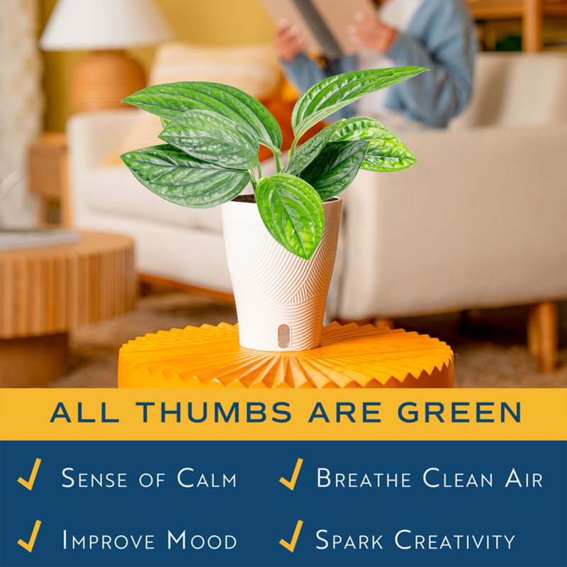 Costa Farms Indoor Trending Tropicals Green Galaxy Monstera House Plant in 6-inch Self-Watering Pot