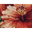 Kit de point de croix compté Riolis Hibiscus R1967