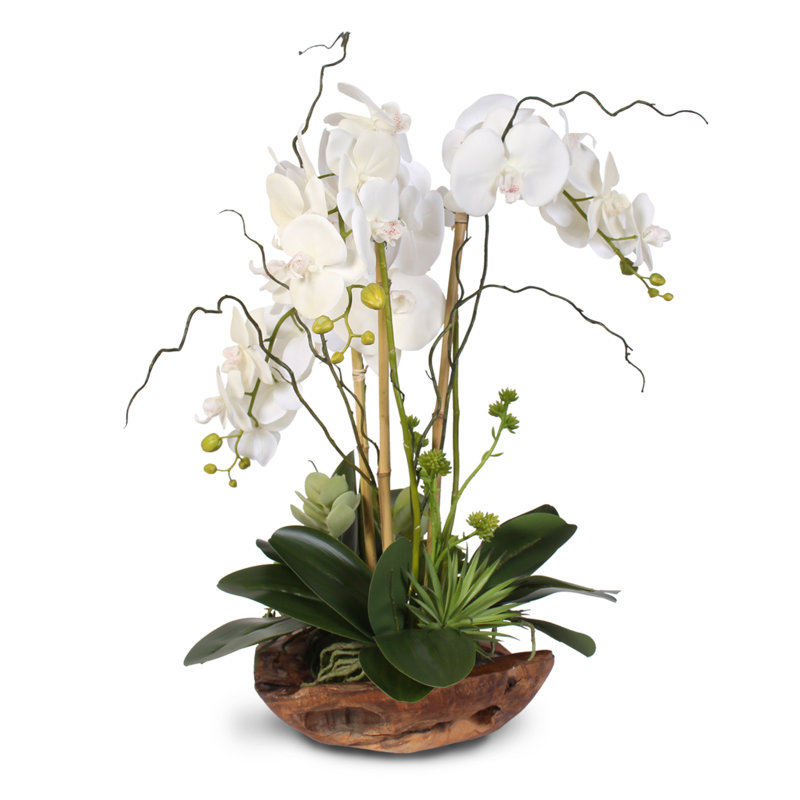 Real Touch Phalaenopsis Silk Orchid with Succulents Floral Arrangement
