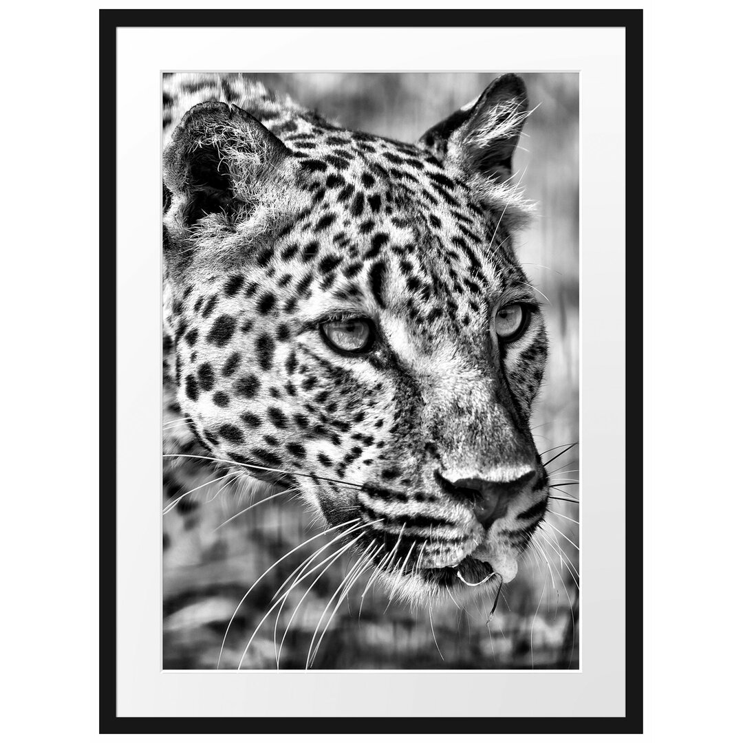 Gerahmtes Poster Schleichender Leopard