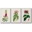 Jolies plantes botaniques roses 3 pièces-97711606-97711605