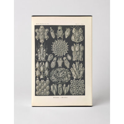 «Bryozoa - Moostiere» (planche III, ensemble de formes naturelles, 1899) - art mural sur toile