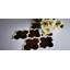 Reflections 4 in. x 5.5 in. Glass Mirror Small Lantern Arabesque Mosaic Decorative Kitchen & Bathroom Wall Tile-36935671