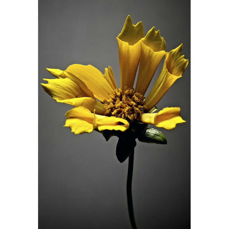 Studio Flowers X - Wrapped Canvas Print, 46cm H x 30cm W x 3.8cm D