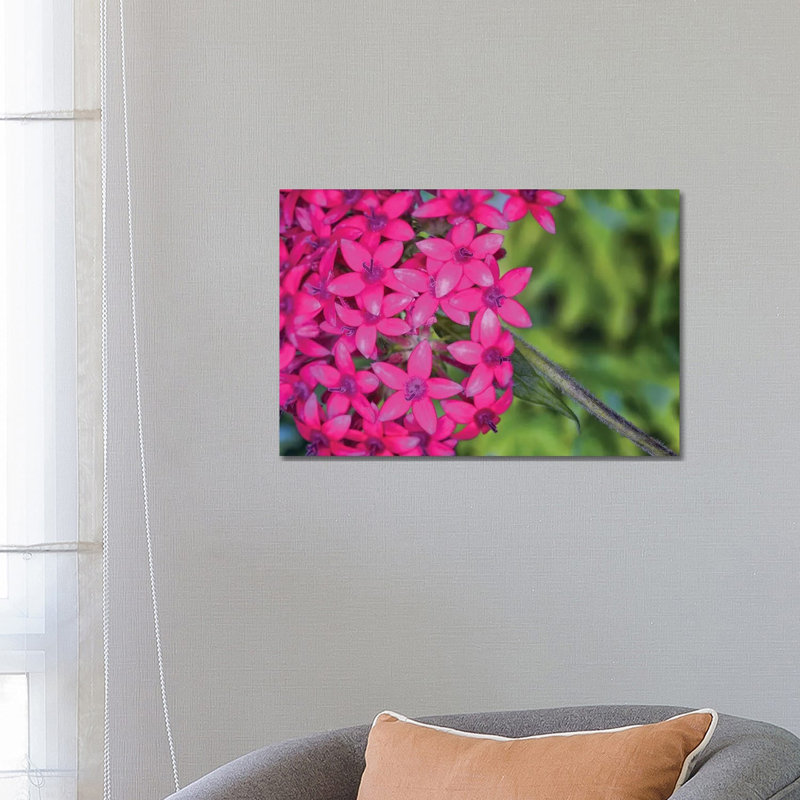Close Up Of Pink Hydrangea Flowers - Wrapped Canvas Print, 66.04 cm H x 45.72 cm W