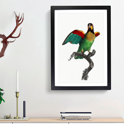Orange-Cheeked Parrot by F. Levaillant - Picture Frame Painting Print