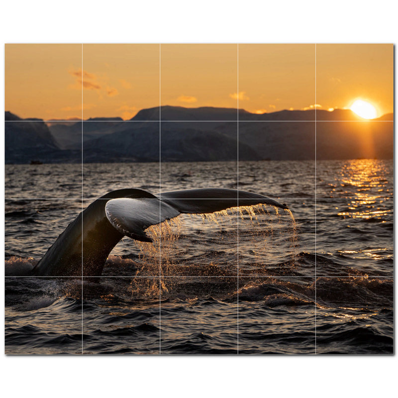 Baleine photo 8 x 8
