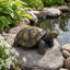 Statue de jardin en résine pour jardin d'extérieur L 21,3 po 815C54BA3E53453ABFEF9D980CAF6366