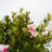 1 Gallon Autum Chiffon Encore Azalea Live Low Maintenance Plant
