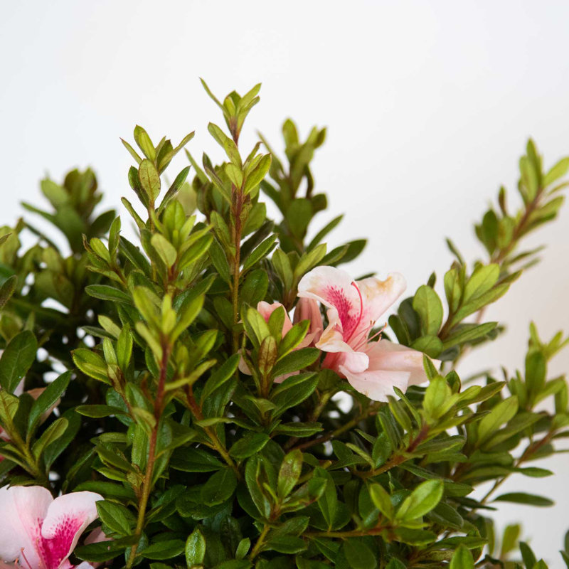 Autumn Chiffon Pink and White Azalea Flowering Shrub in 1 Gallon Pot