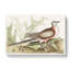 Pigeon Of Passage by Mark Catesby - Wrapped Canvas-55340180