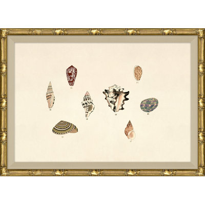 Malacology Study, Plate IX
