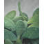 Ensemble de cactus - reproduction botanique exotique encadrée pour la décoration intérieure