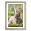 Rabbit In A Green Field - Single Picture Frame Print on MDF-56863889-56863890