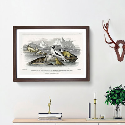 Seal Illustration by Oliver Goldsmith - Picture Frame Painting Print