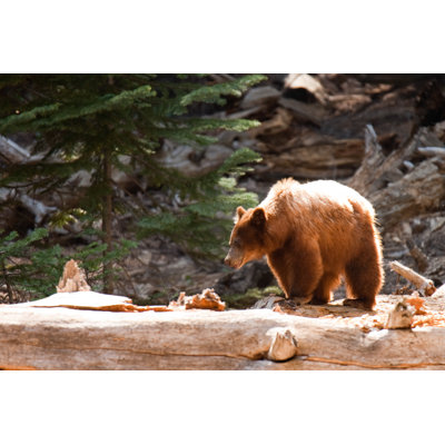 Brown Bear In Forest by CelsoDiniz - Wrapped Canvas Print