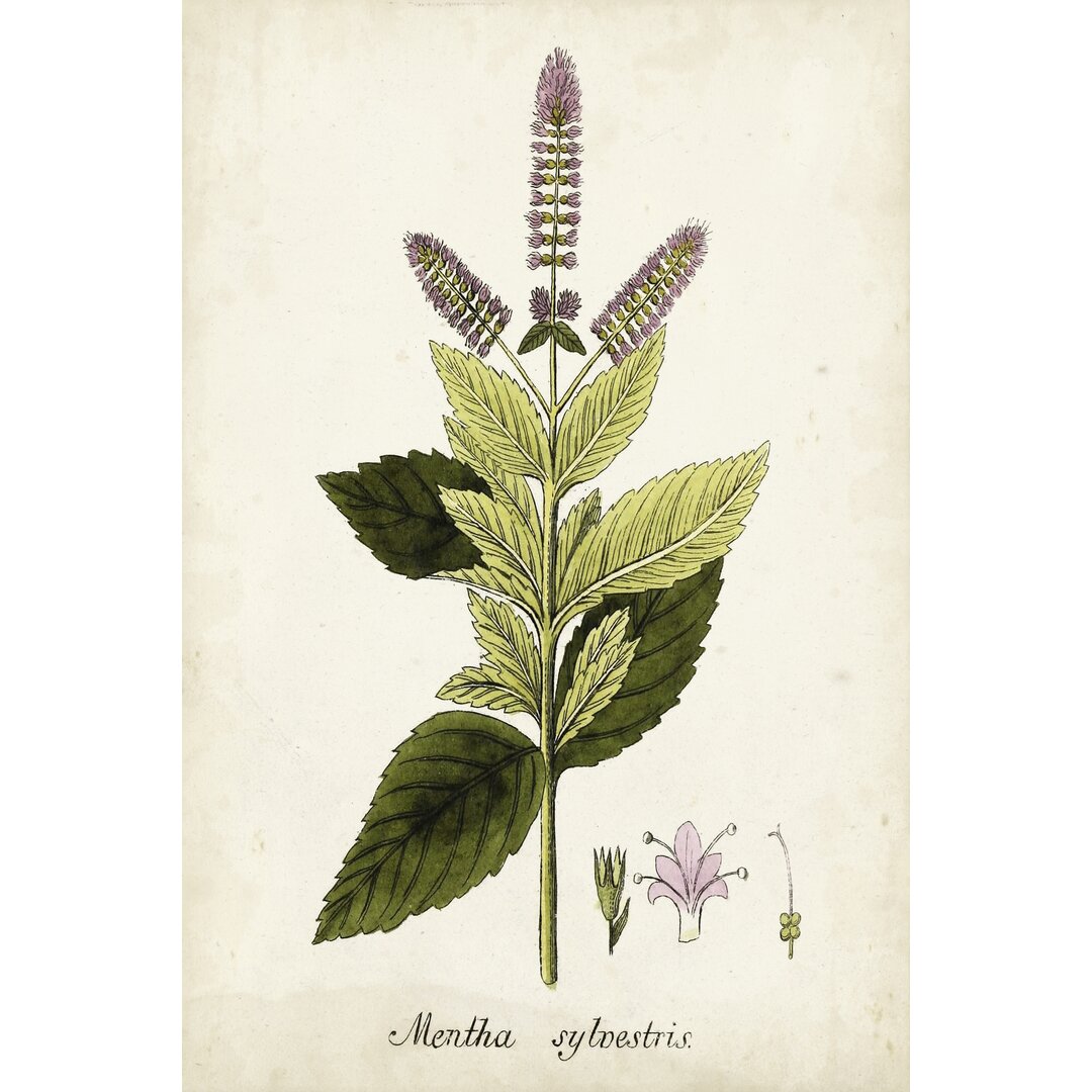 Leinwandbild Antique Herb Botanical VI