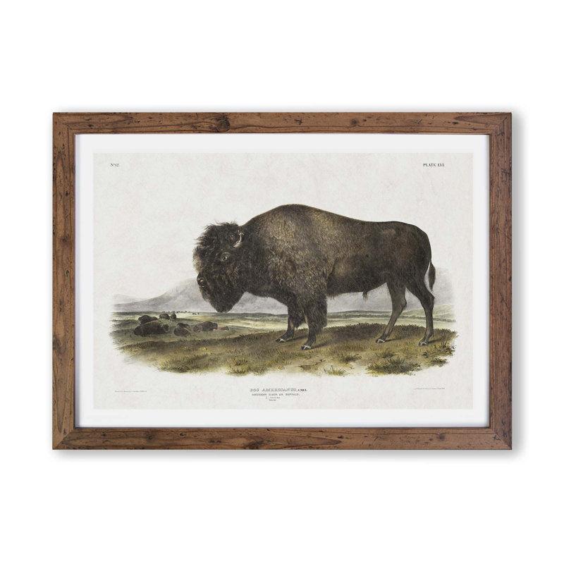 An American Bison by J.W. Audubon - Framed Print, Walnut, 33cm H x 45cm W x 2cm D