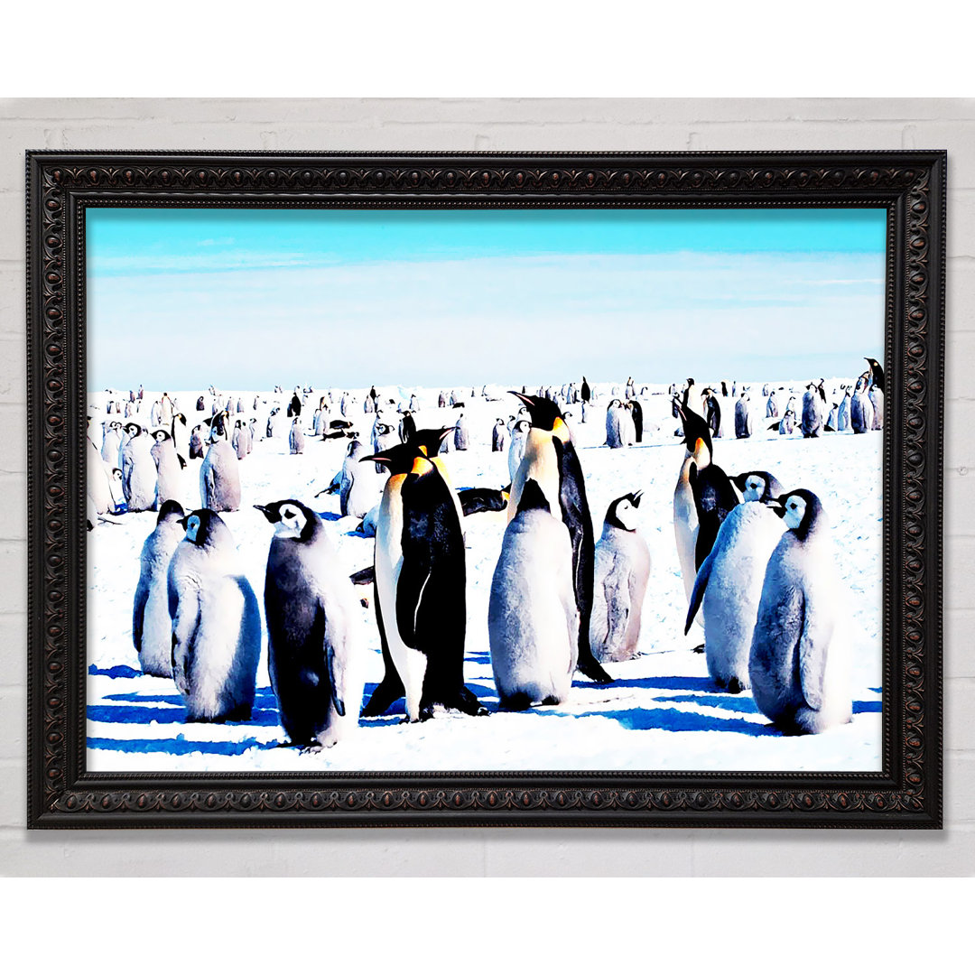 Penguin Meeting Place - Einzelner Bilderrahmen Kunstdrucke