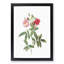 Hudson Rose in Pink by Pierre-Joseph Redoute - Picture Frame Painting Print-55579028-55579029