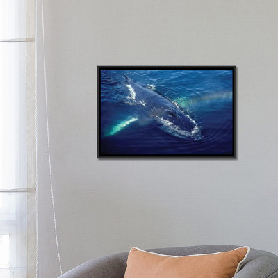 " Humpback Whale Resting " by VWPics