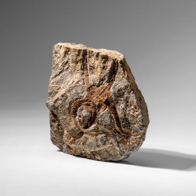 Étoile fossile véritable Ophiuroidea (2,35 lb)