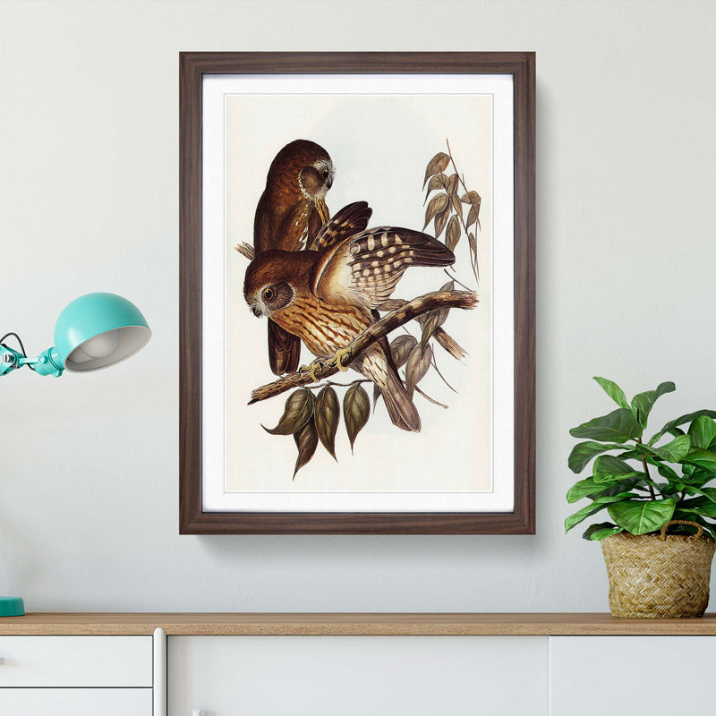 Boobook Owls by Elizabeth Gould - Picture Frame Painting Print, 65cm H x 48cm W x 2cm D, Walnut Framed