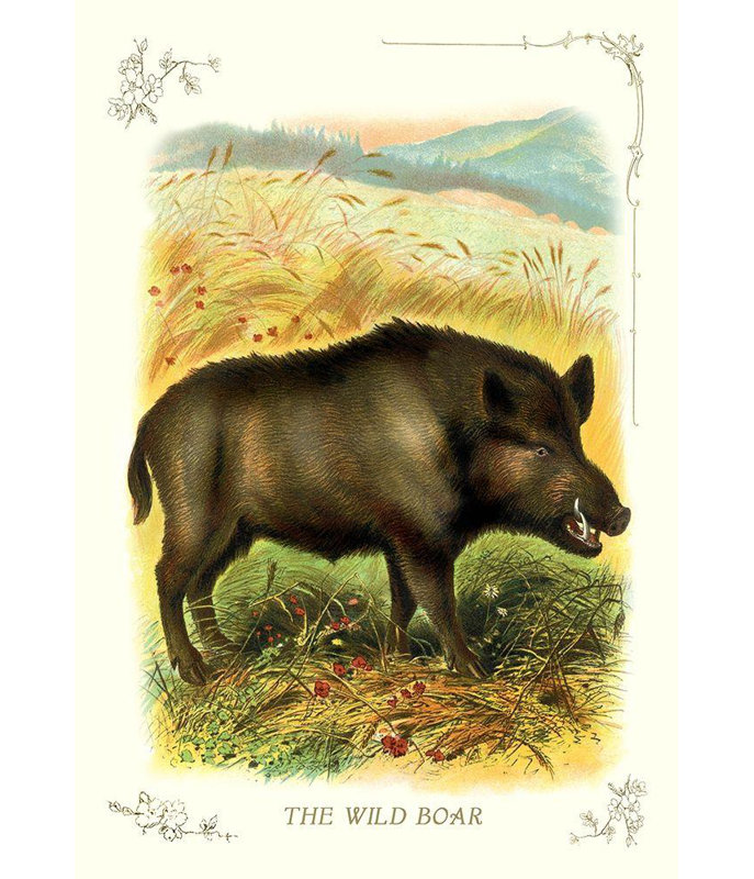 "August Grove®", galerie d'art sur toile tendue Inconnue, "The Wild Boar", 1900, H 39 po x l 28 po