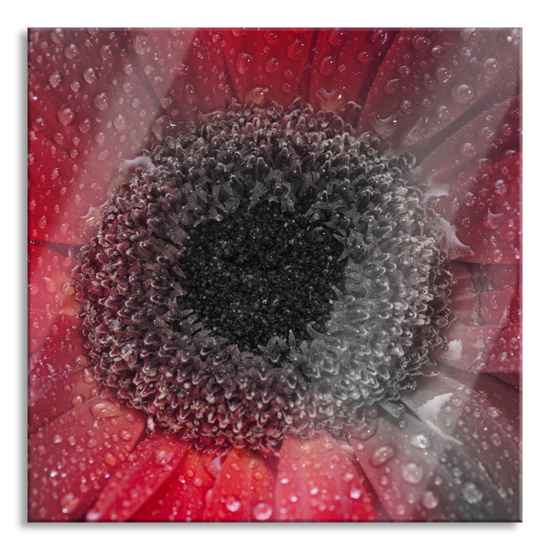 Glasbild Rote Gerbera mit Wassertropfen