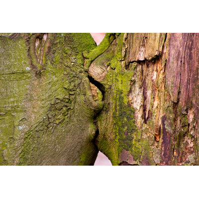 Aimer les arbres - Photographie sur toile tendue