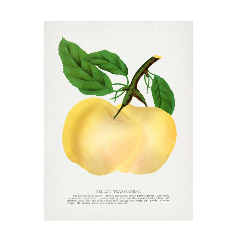 Art sur toile, bolognaise transparente, H 19 po x l 14 po