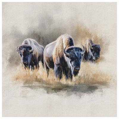 Bison In Grassland Canvas Gallery Wrap in Many Sizes