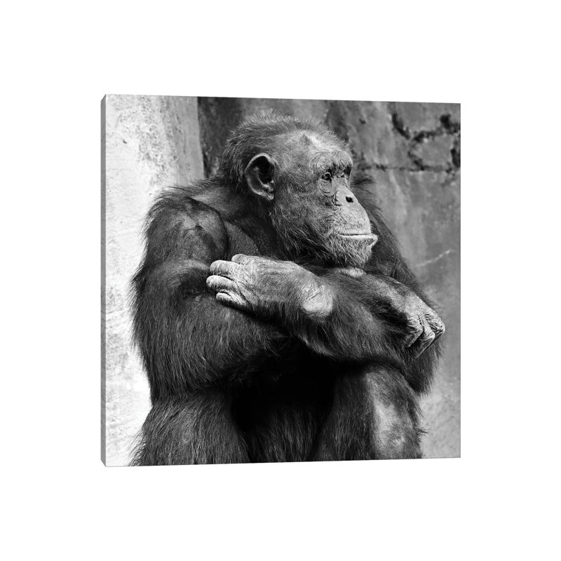 Majestic Profile by Zoe Schumacher - Wrapped Canvas Print, 45.72 cm H x 45.72 cm W