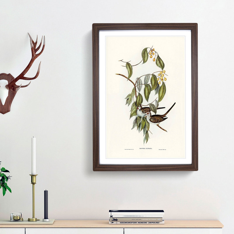 Graceful Ground Doves by Elizabeth Gould - Picture Frame Graphic Art Print, 48cm H x 36cm W x 2cm D, Walnut Framed